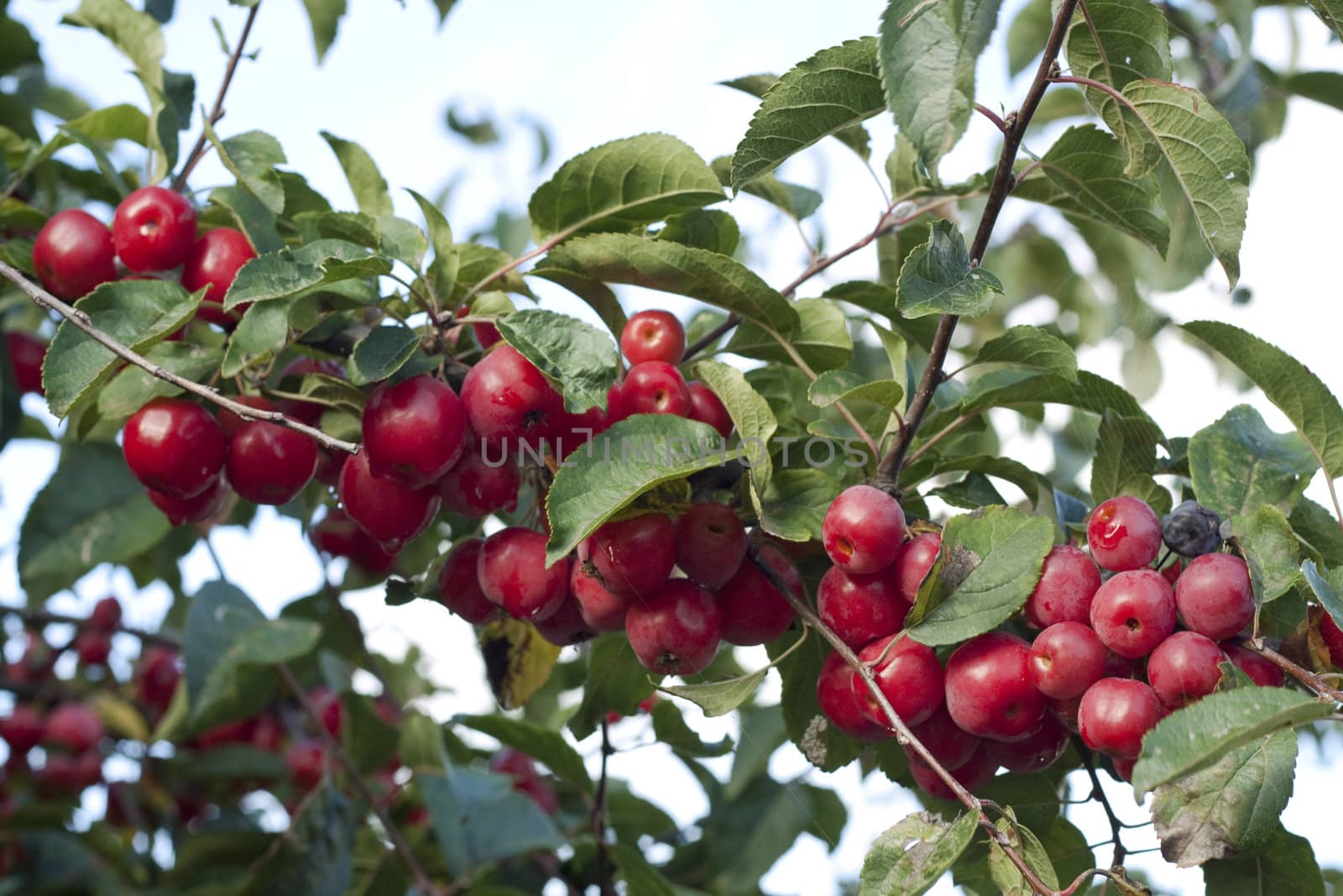 Autumn berries in branch.