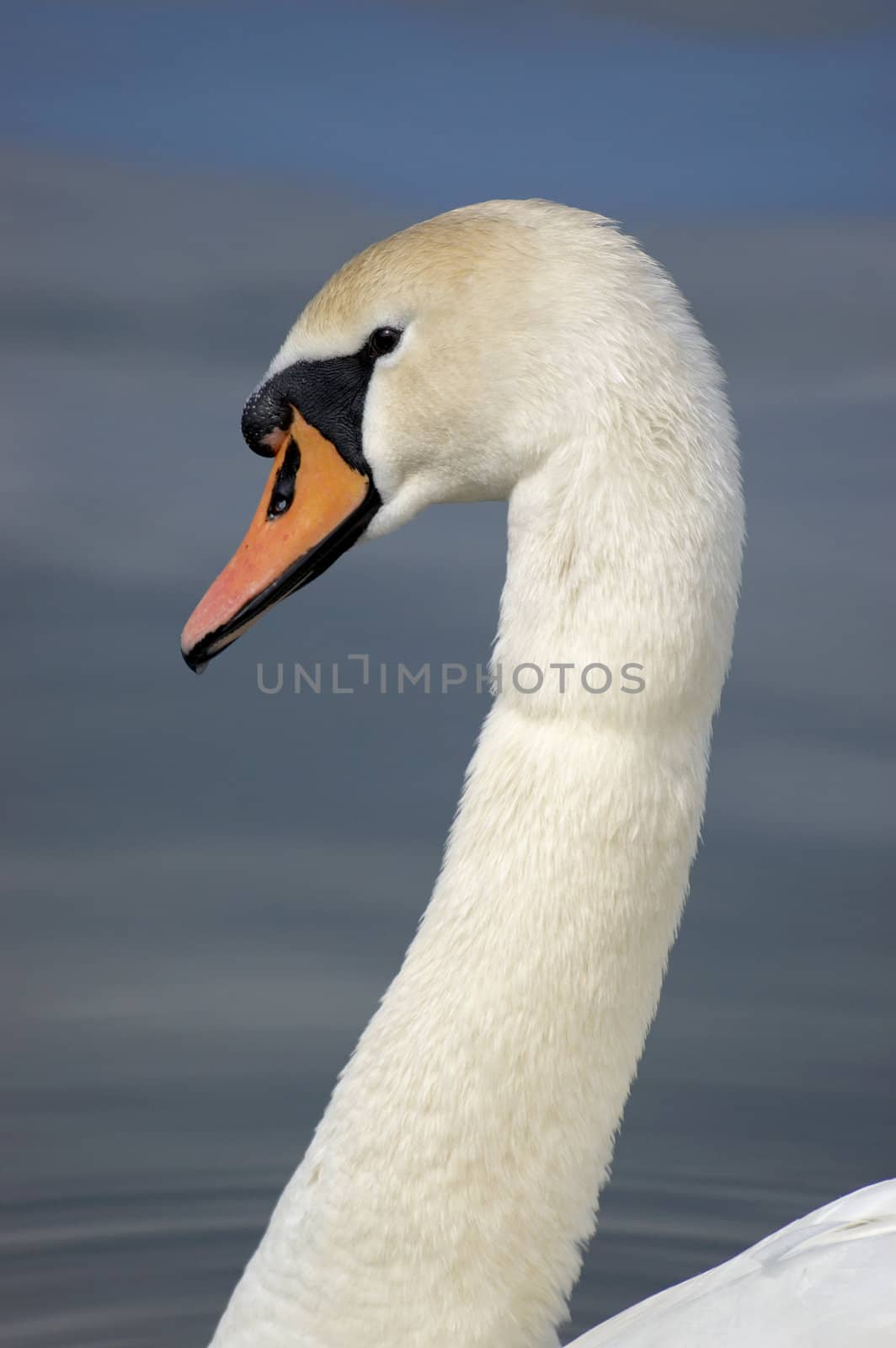 A portrait of a Mute Swan