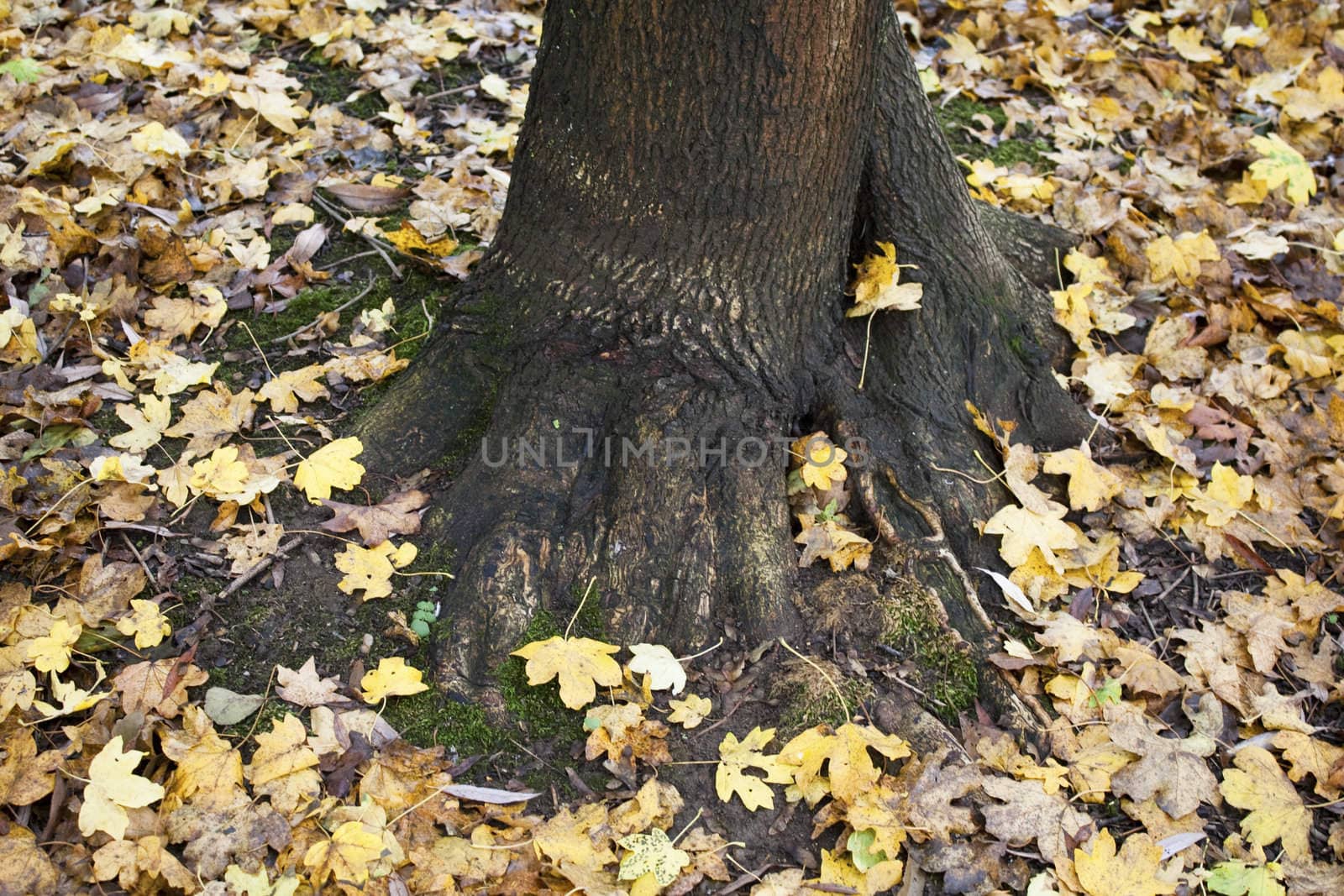 Golden autumn leaves around tree trunk.