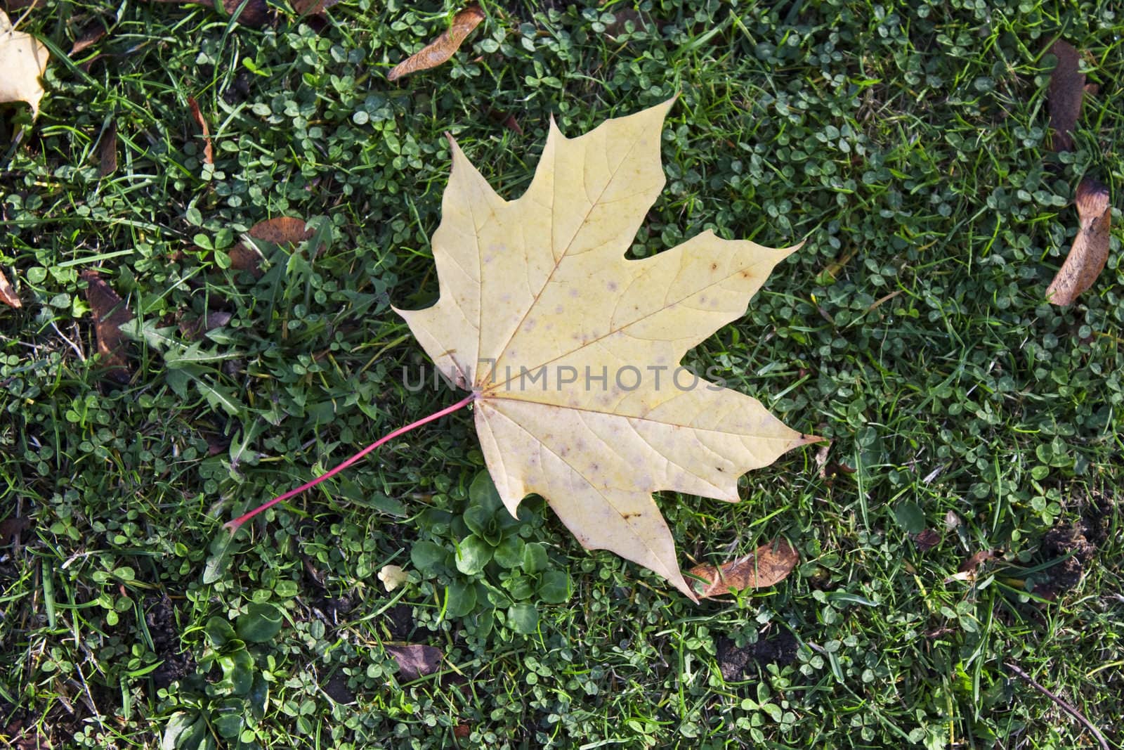 A golden leaf on green grass.