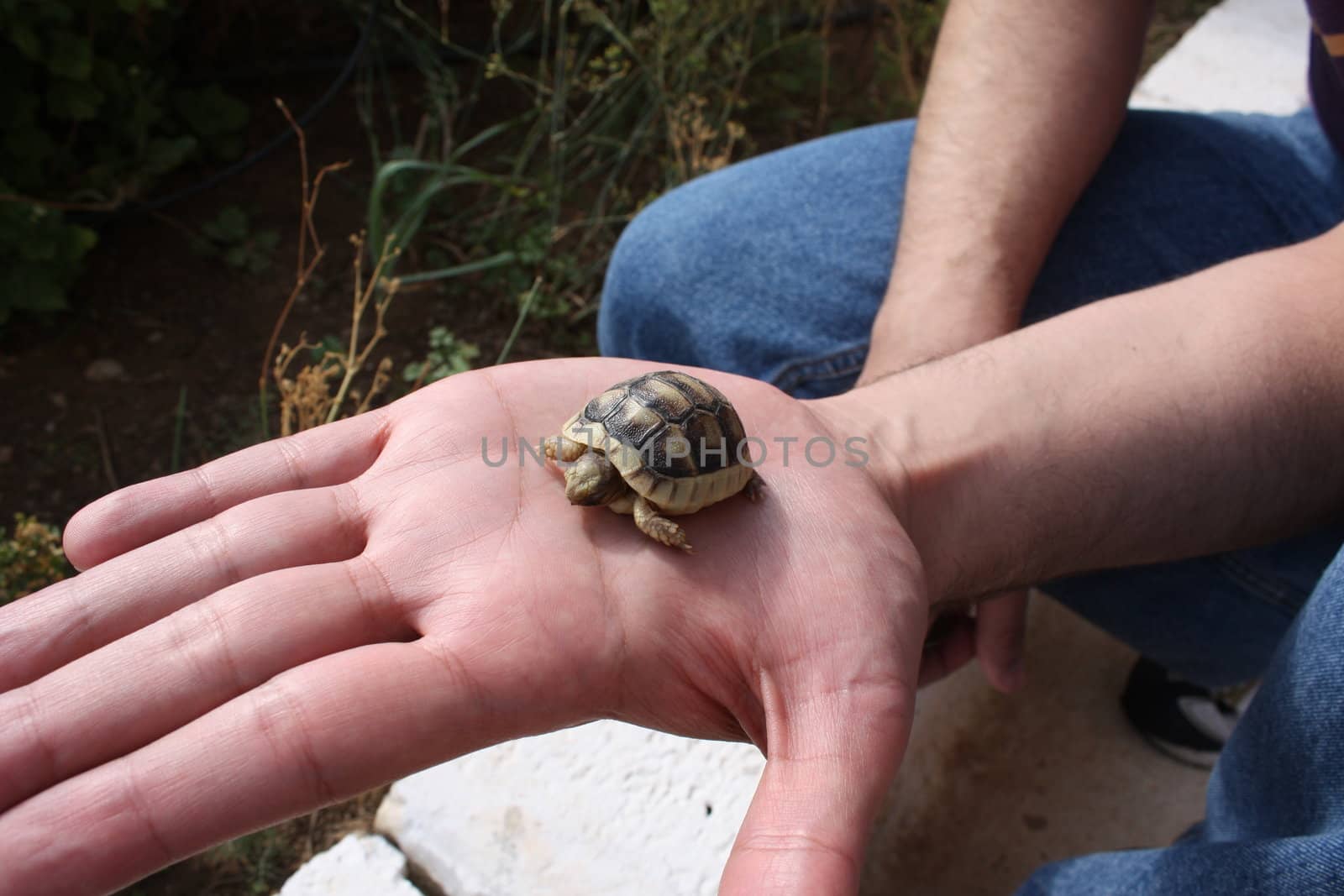 Baby tortoise walking on palm of a hand.