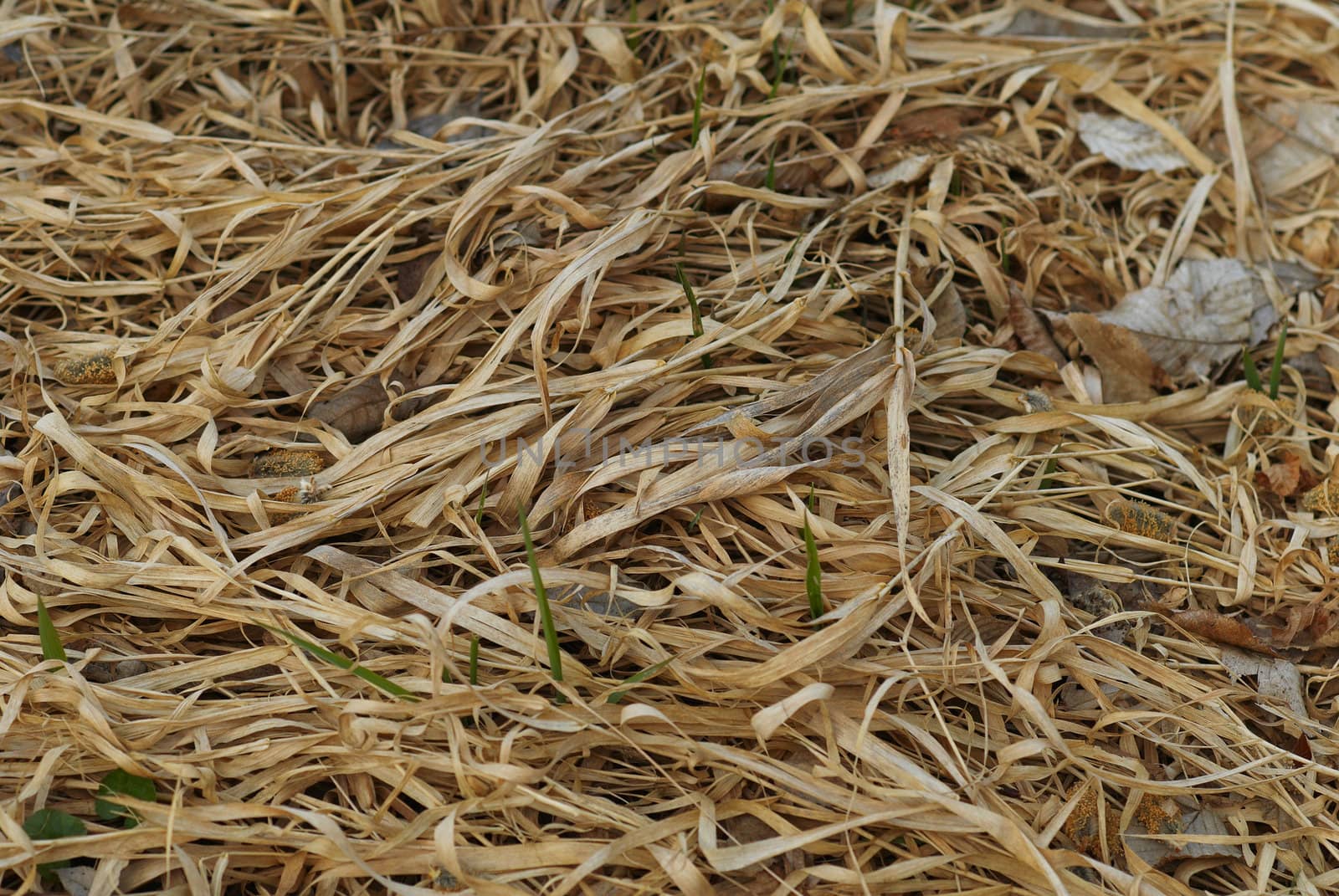 Dry grass by Kamensky