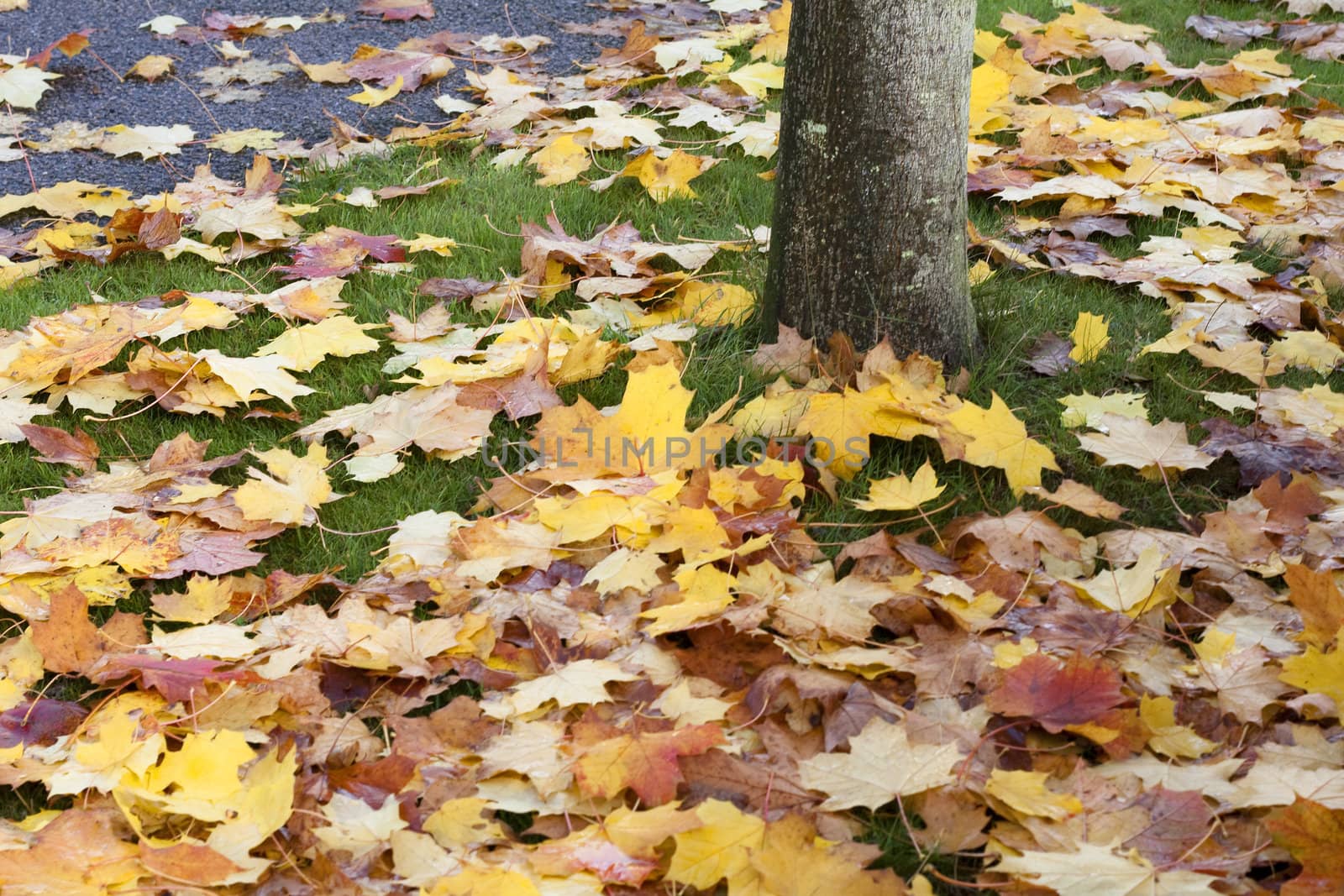 Golden autumn leaves around a tree trunk.