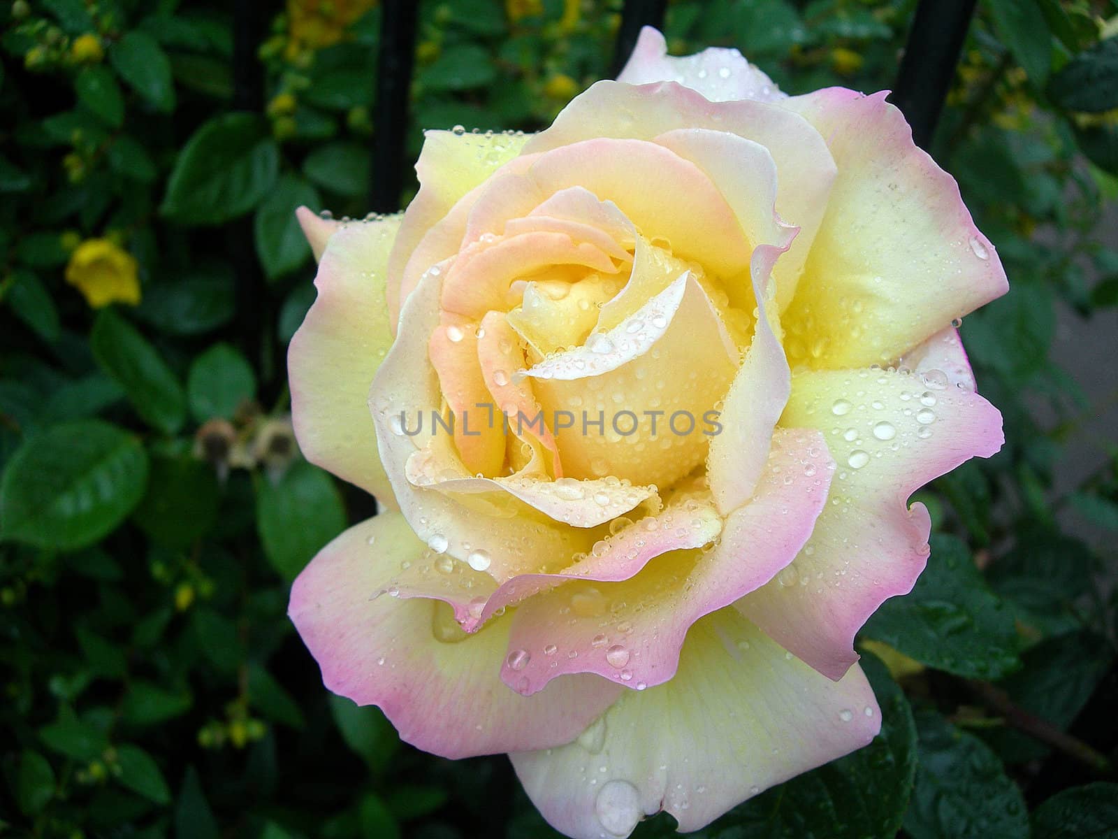 Rose with Dew by Brigida_Soriano