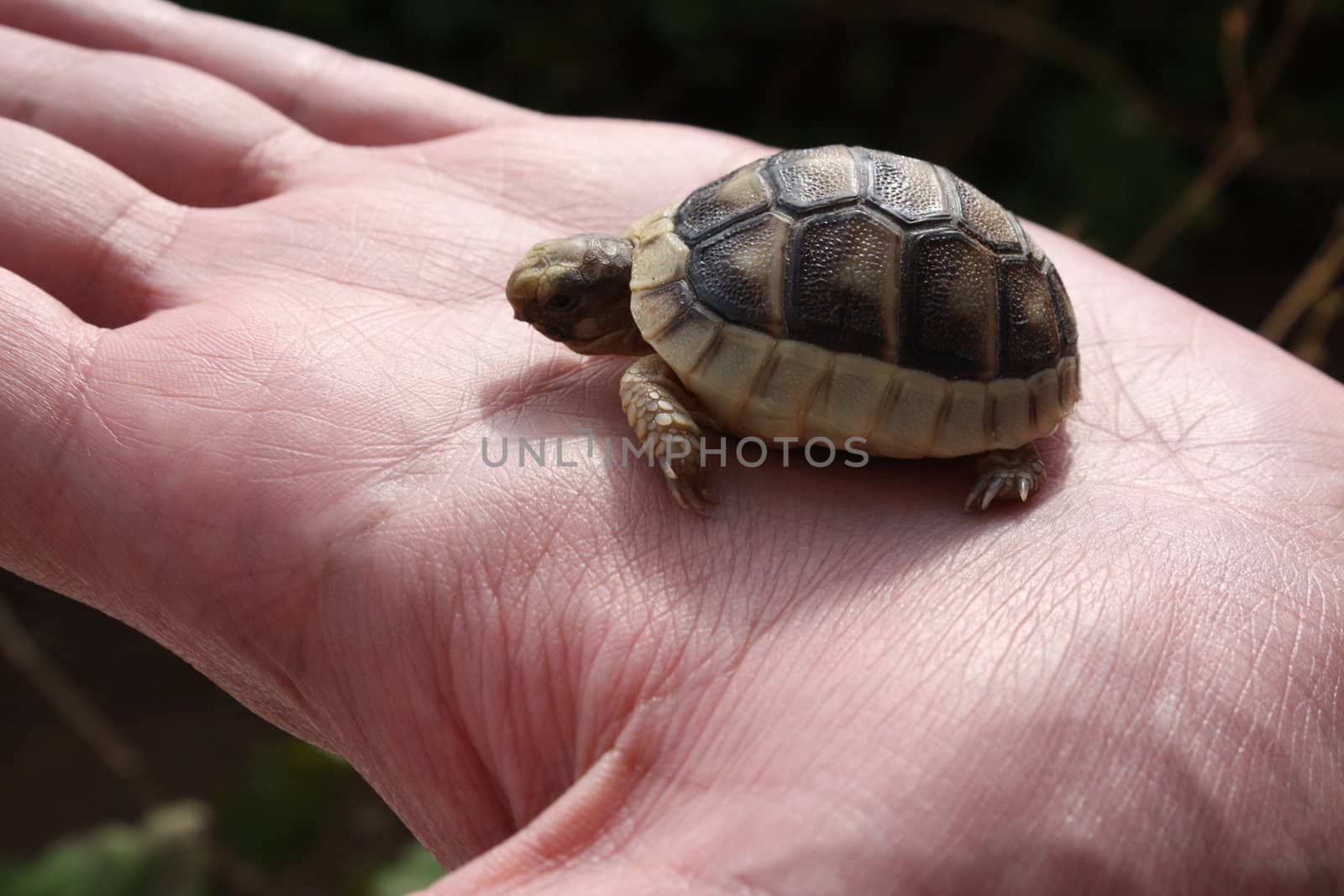 Baby tortoise walking on palm of a hand.
