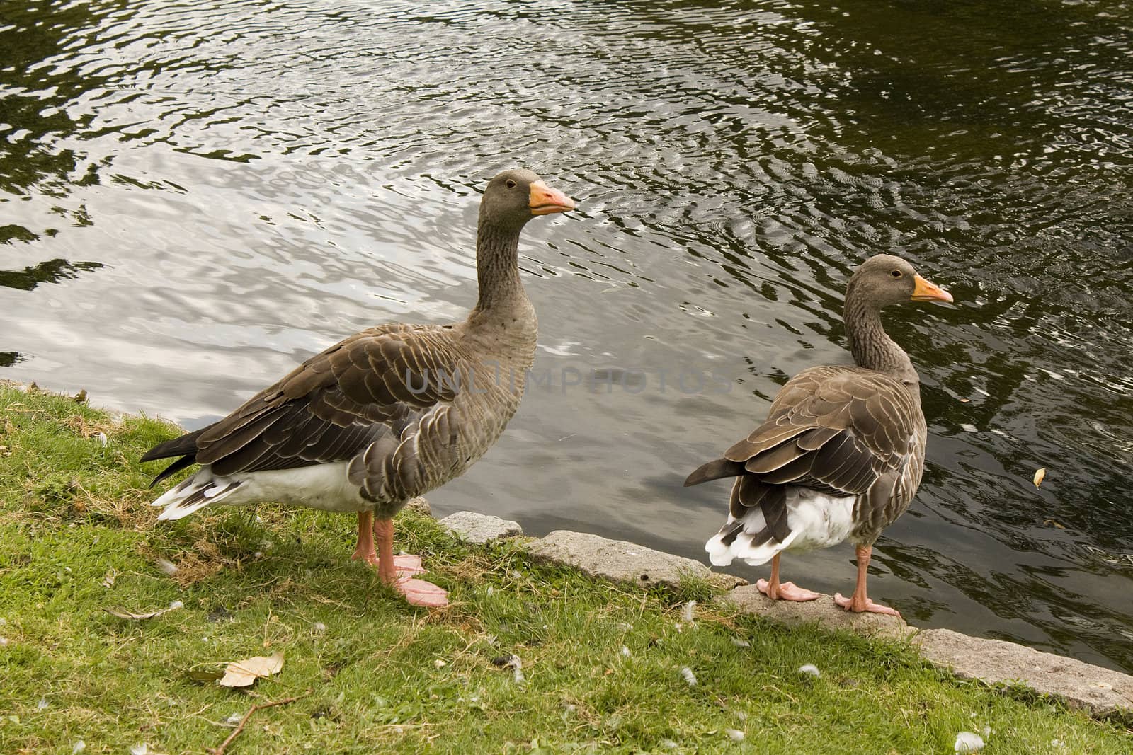 Two ducks at the bank of the lake at St. James' Park in London.