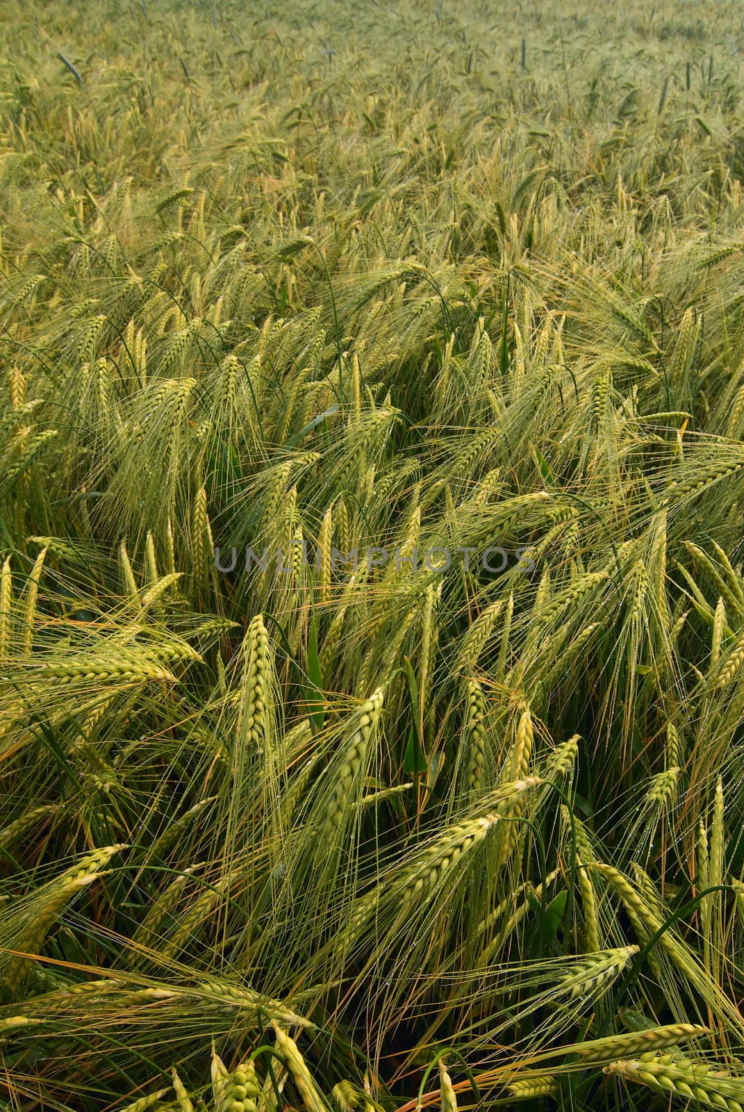 Green  rye field  by Kamensky