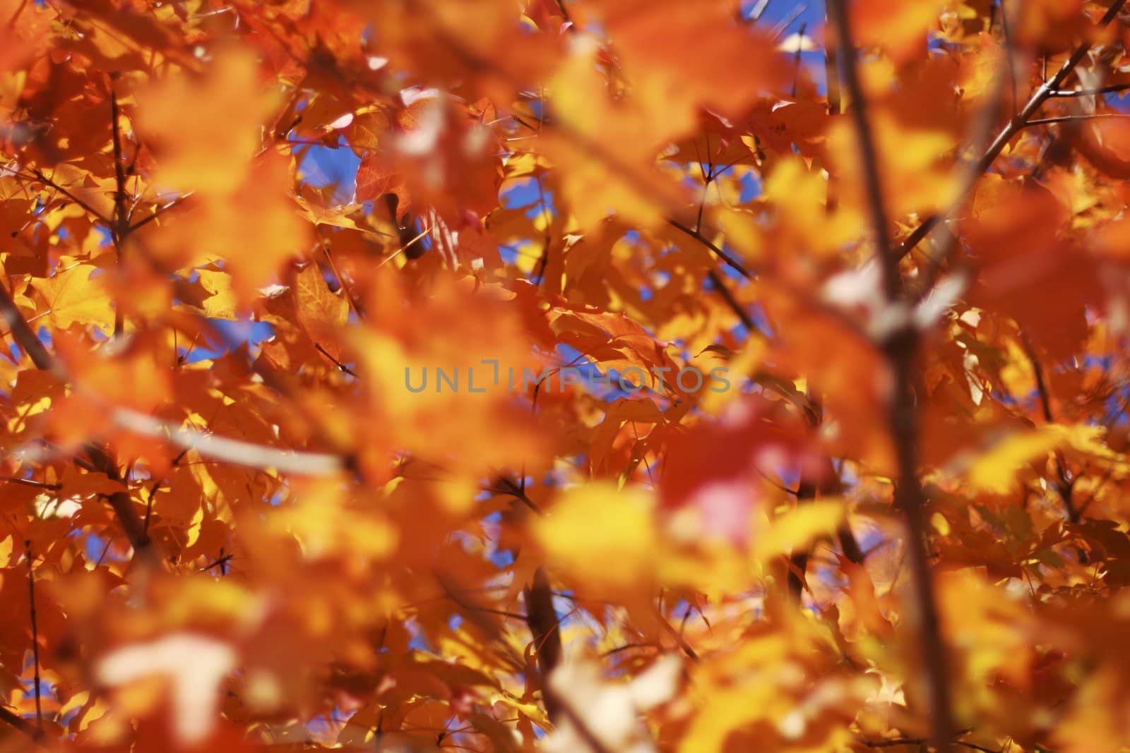 Beautifall autumn leaves on a bright autumn day - selective focus