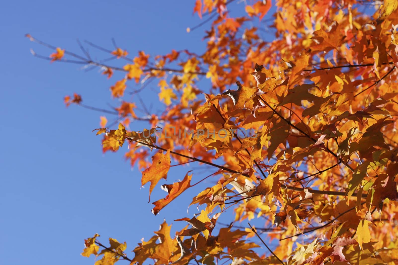 Beautifall autumn leaves on a bright autumn day