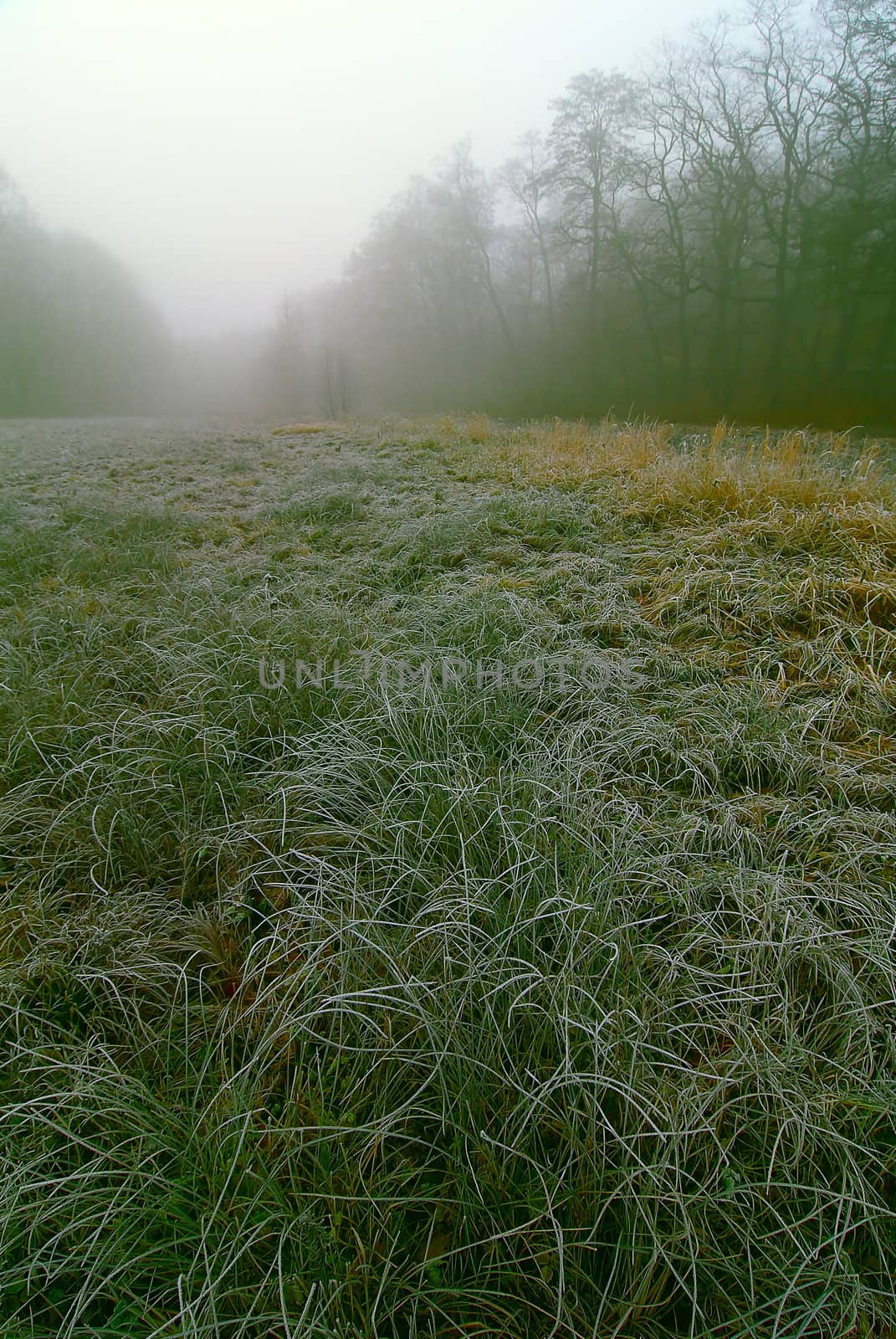 First frost by Kamensky