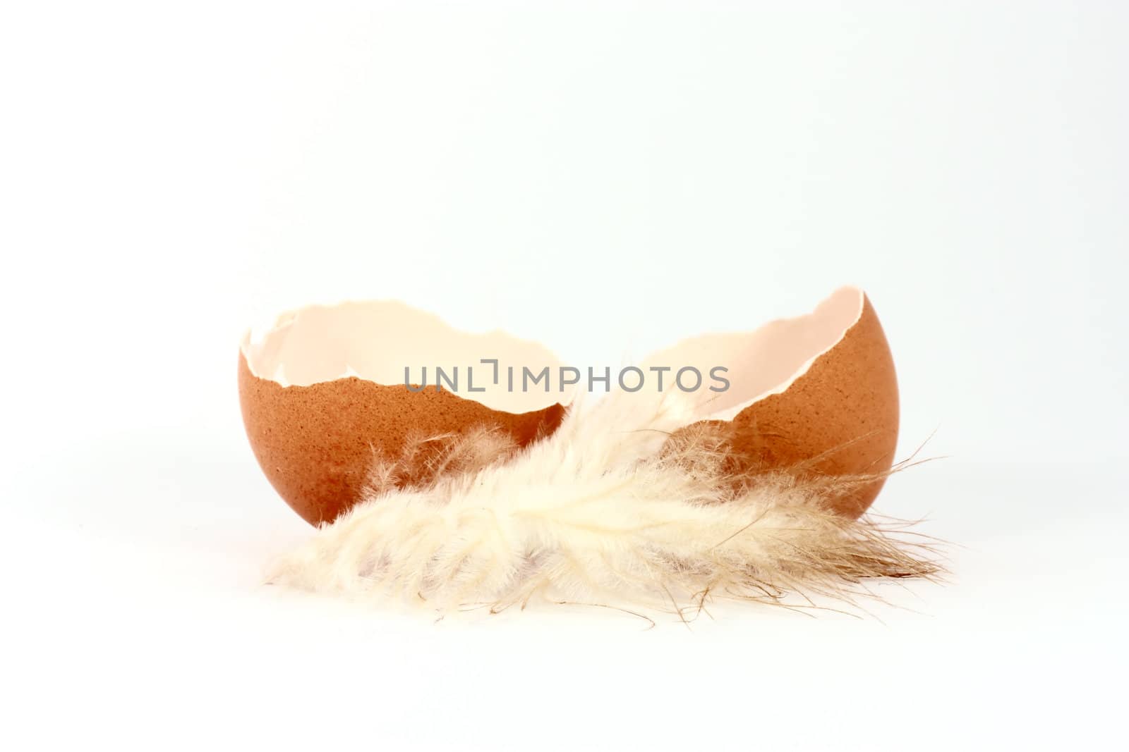 Broken egg shell with feather on white background