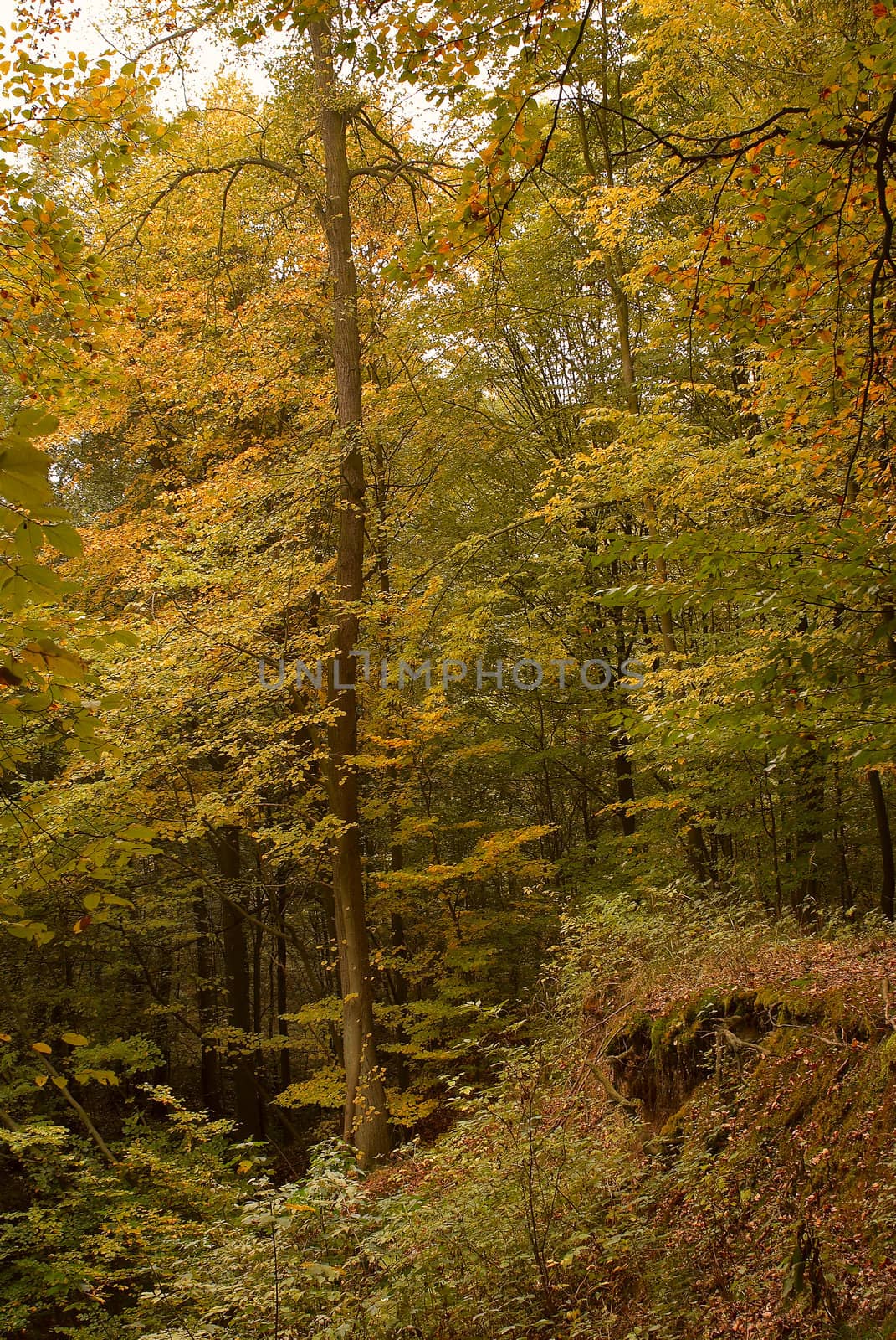 Photo of an autumn forest with the fallen and yellow foliage