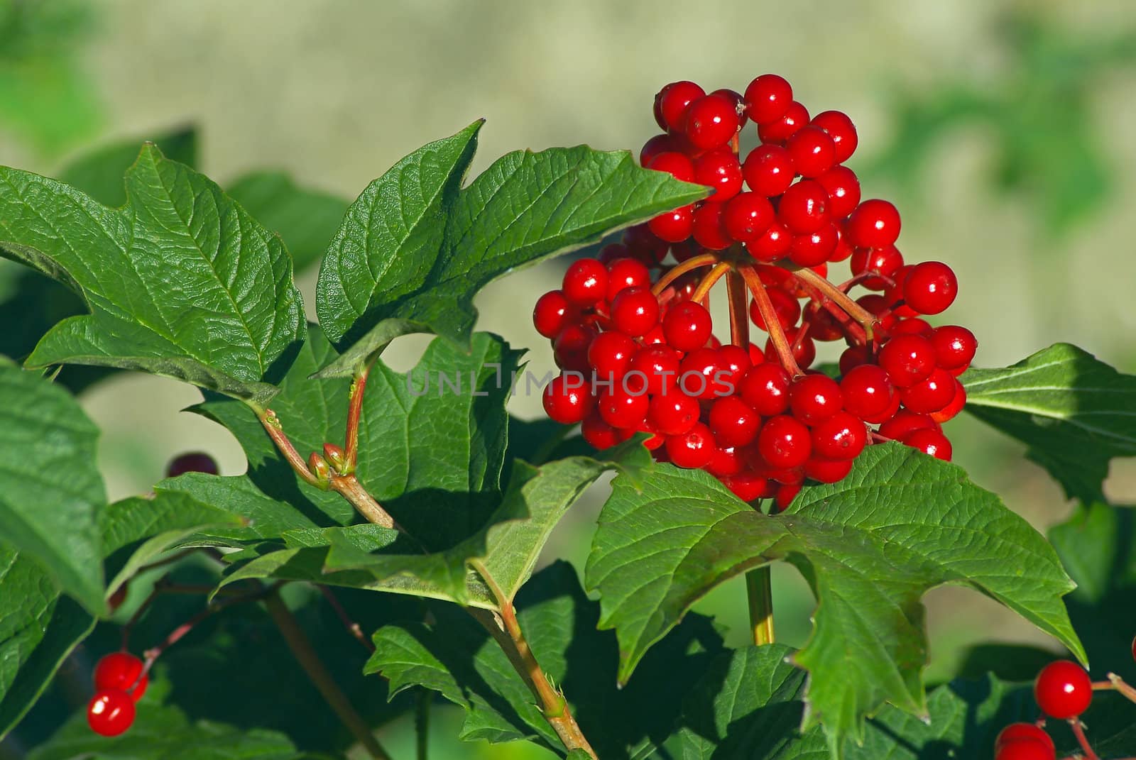 Branch of a guelder-rose with berries