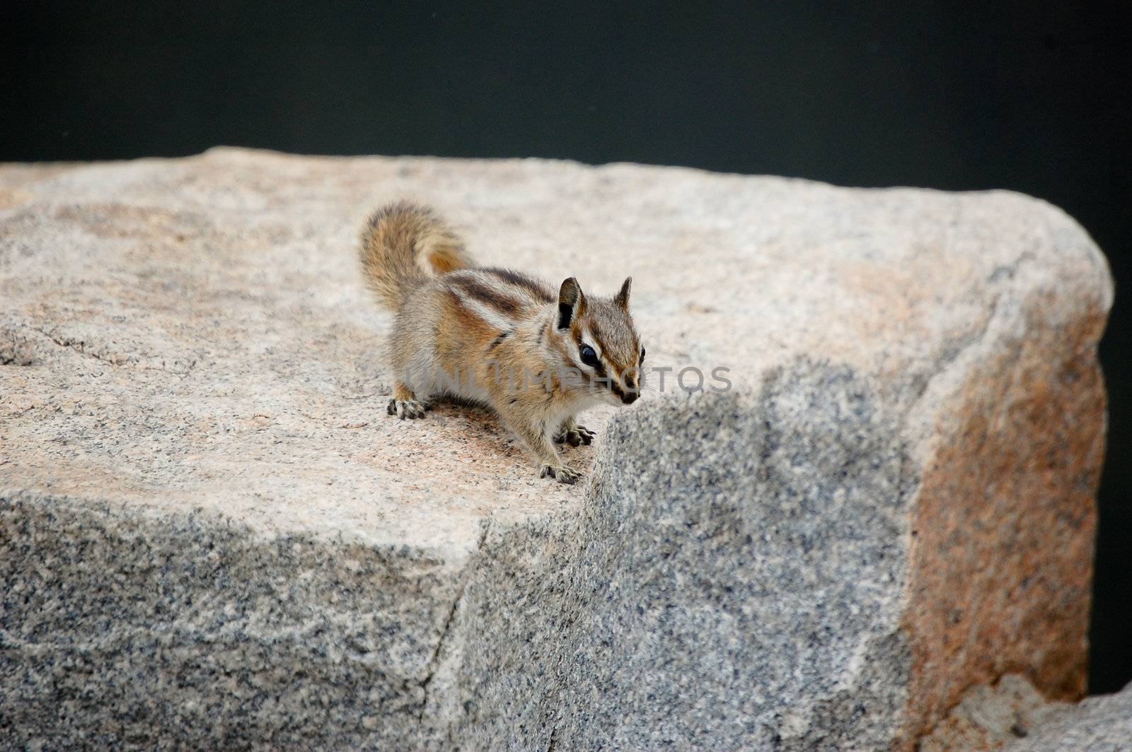 Chipmunk begging for food by RefocusPhoto