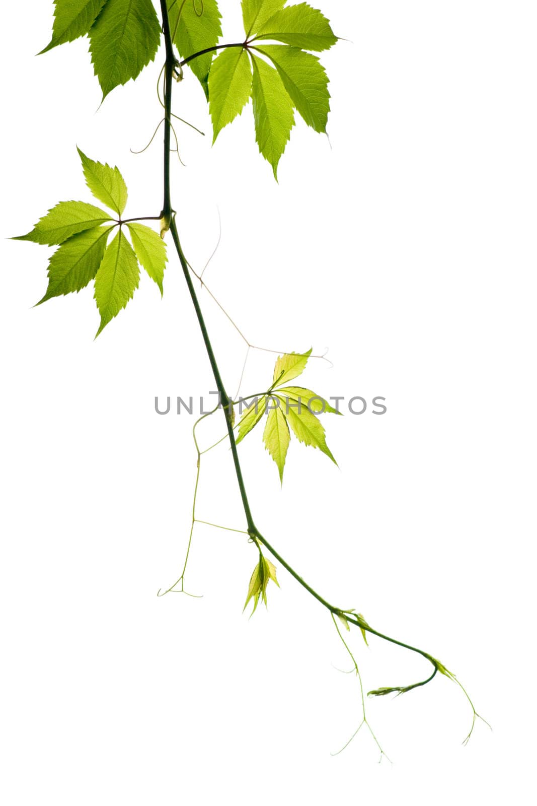 Wild grape branch isolated on white