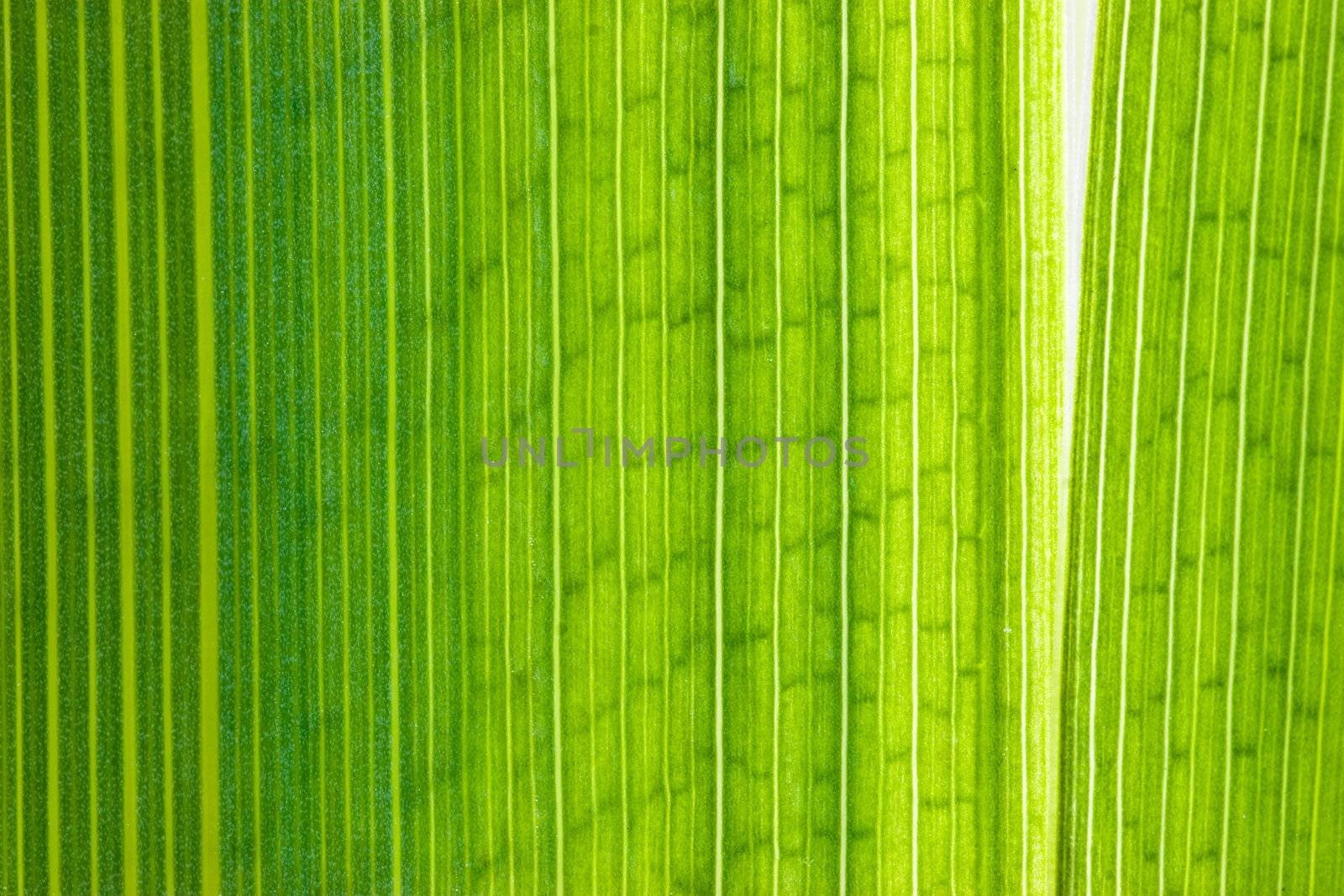 Green leaf macro shot by naumoid