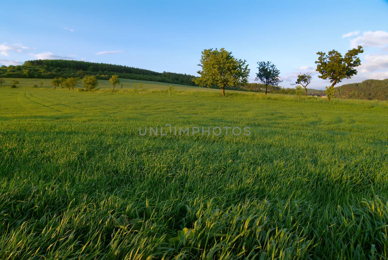 Photo of a rural landscape.Early summer morning.