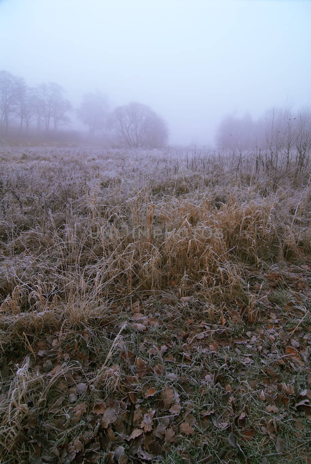 Early autumn morning. The first frosts on meadow.

