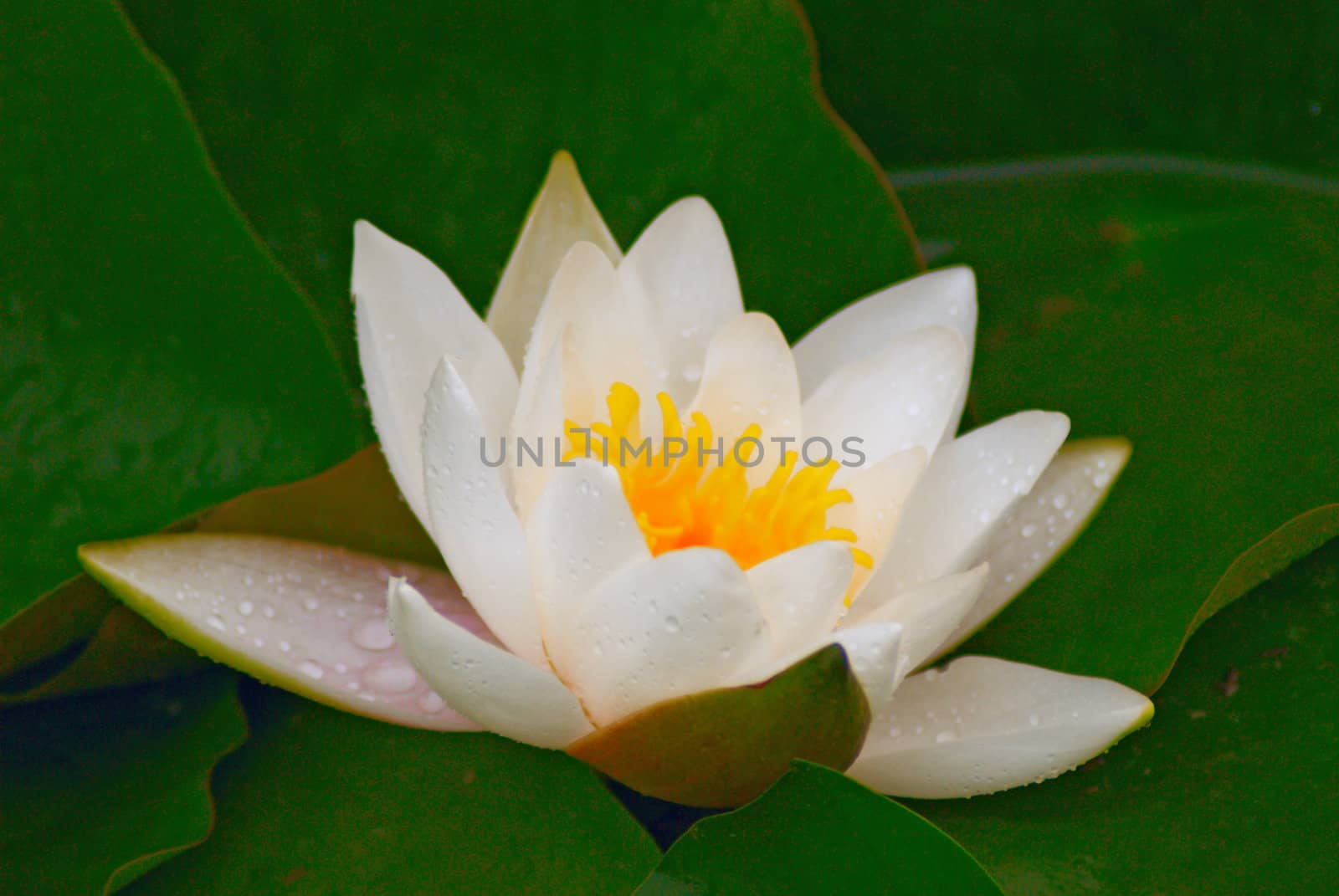 Flower of a water lily. A close up