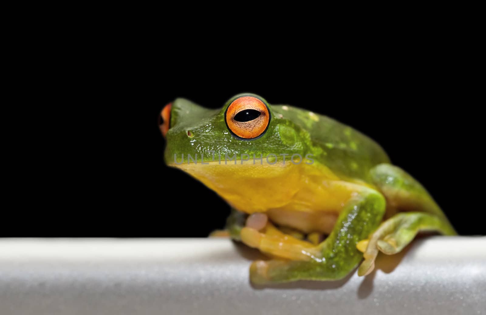 green tree frog sits on brushed metal rail with black background