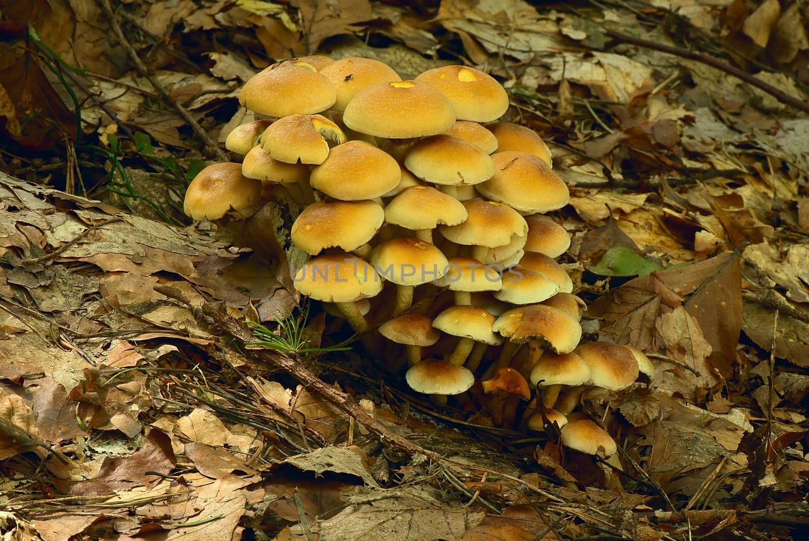 Group of mushrooms on the fallen down autumn foliage.