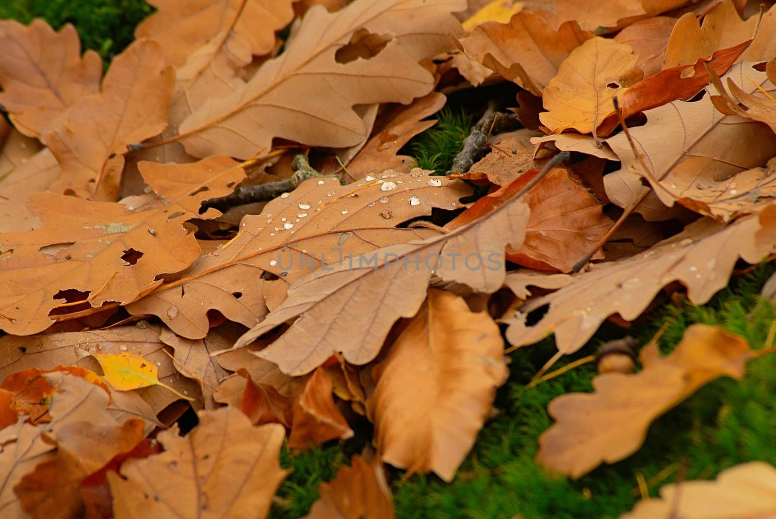 The leaves of an oak laying on a green grass.