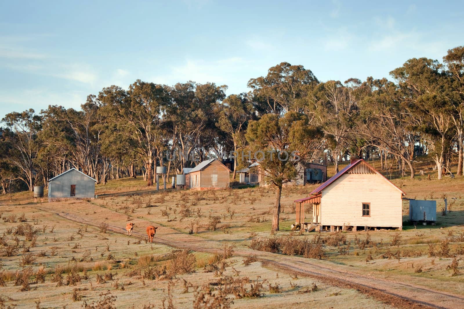 great image of the farm at early morning