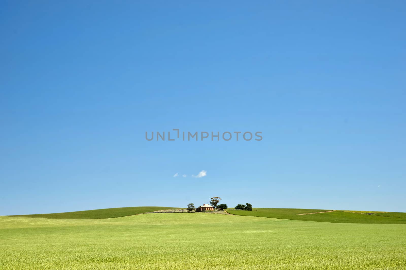 fields of wheat in the countryside at burra south australia