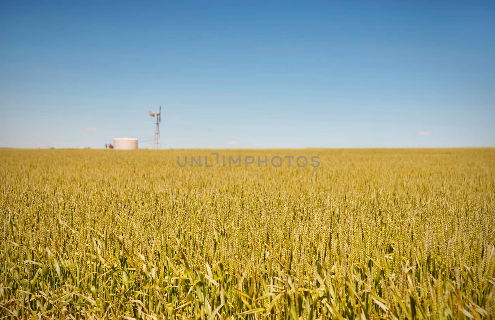 windmill in fields of wheat in the countryside at burra south australia