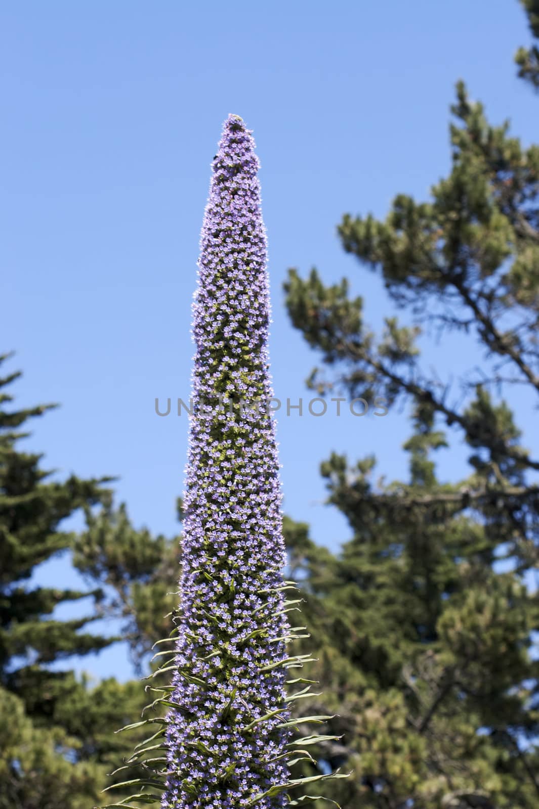 A great shot of a Pride of Madeira (Echium candicans) flower.
