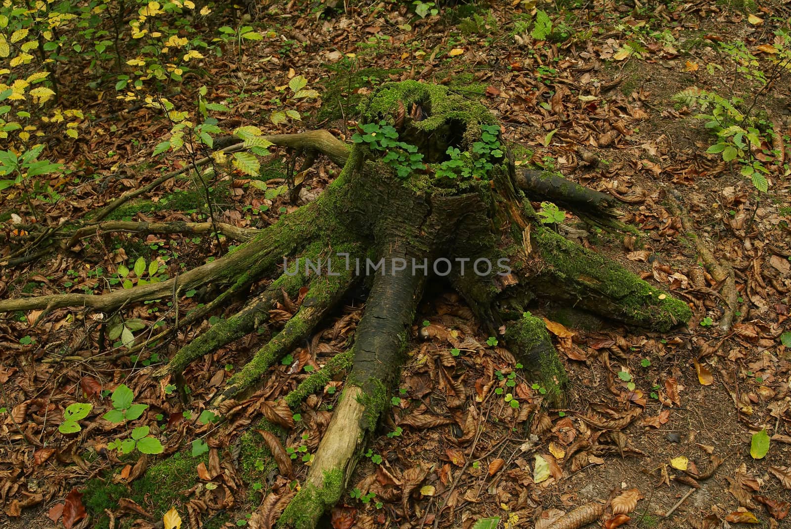 Photo of old stump  in an autumn forest