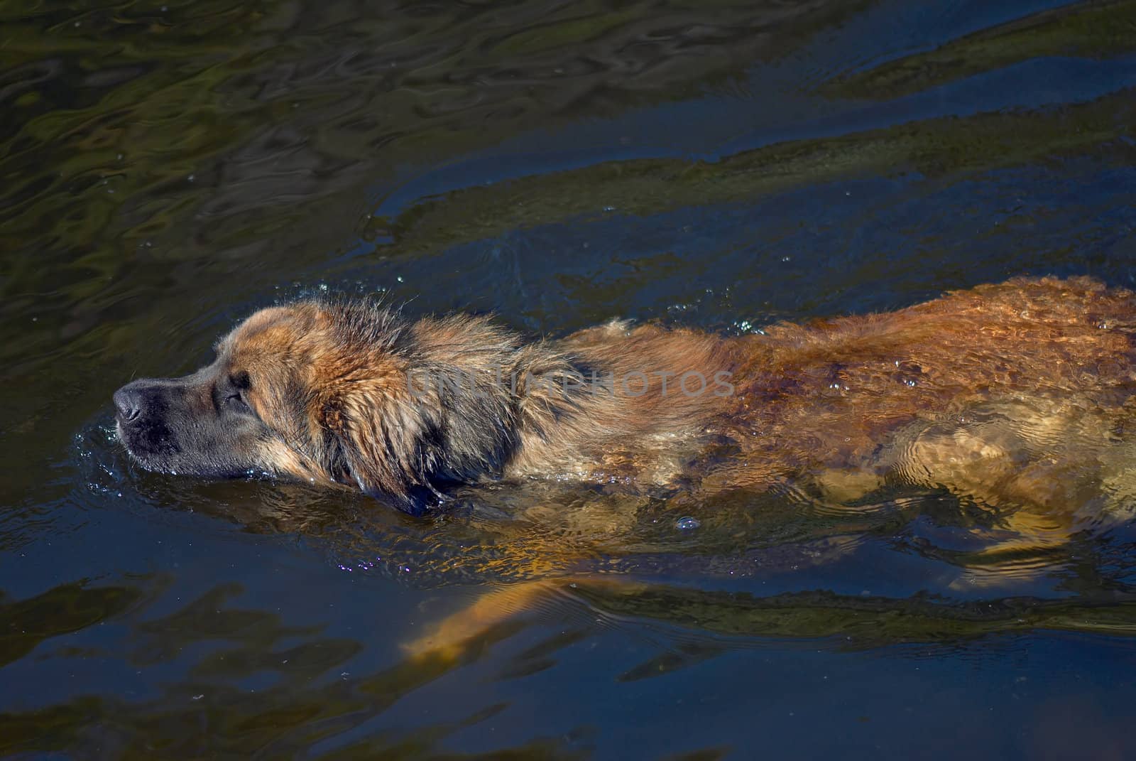 Swimming dog by Kamensky