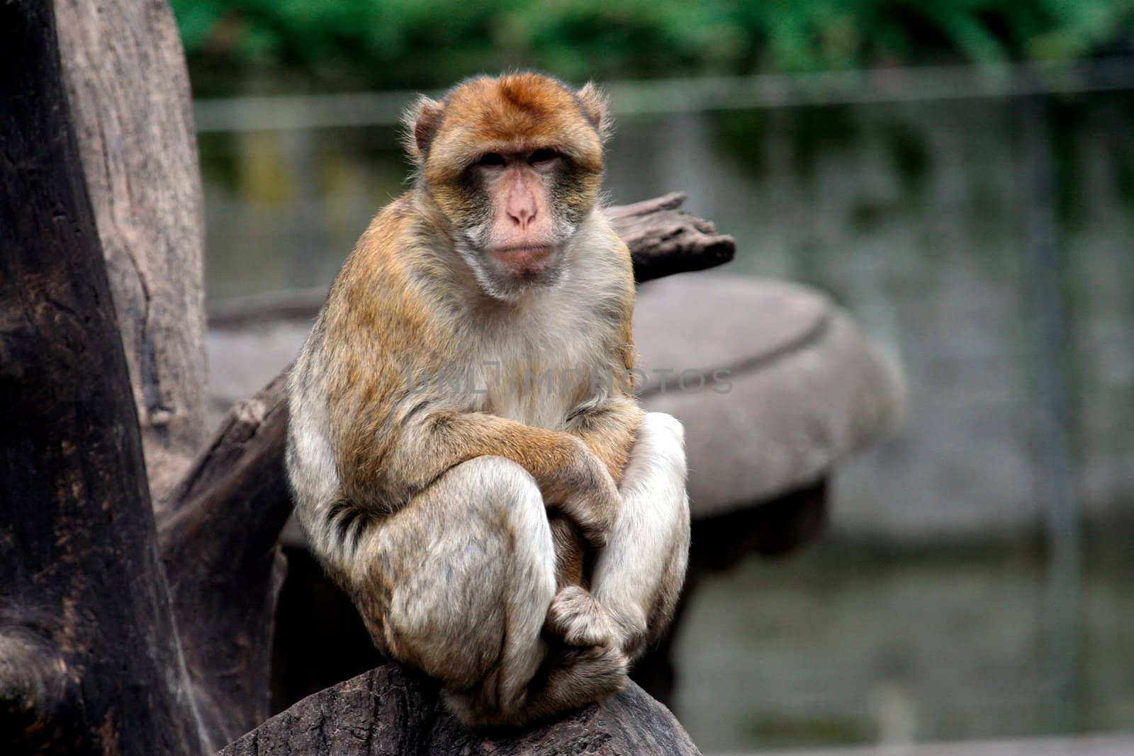 Portrait of a monkey sat in a tree.