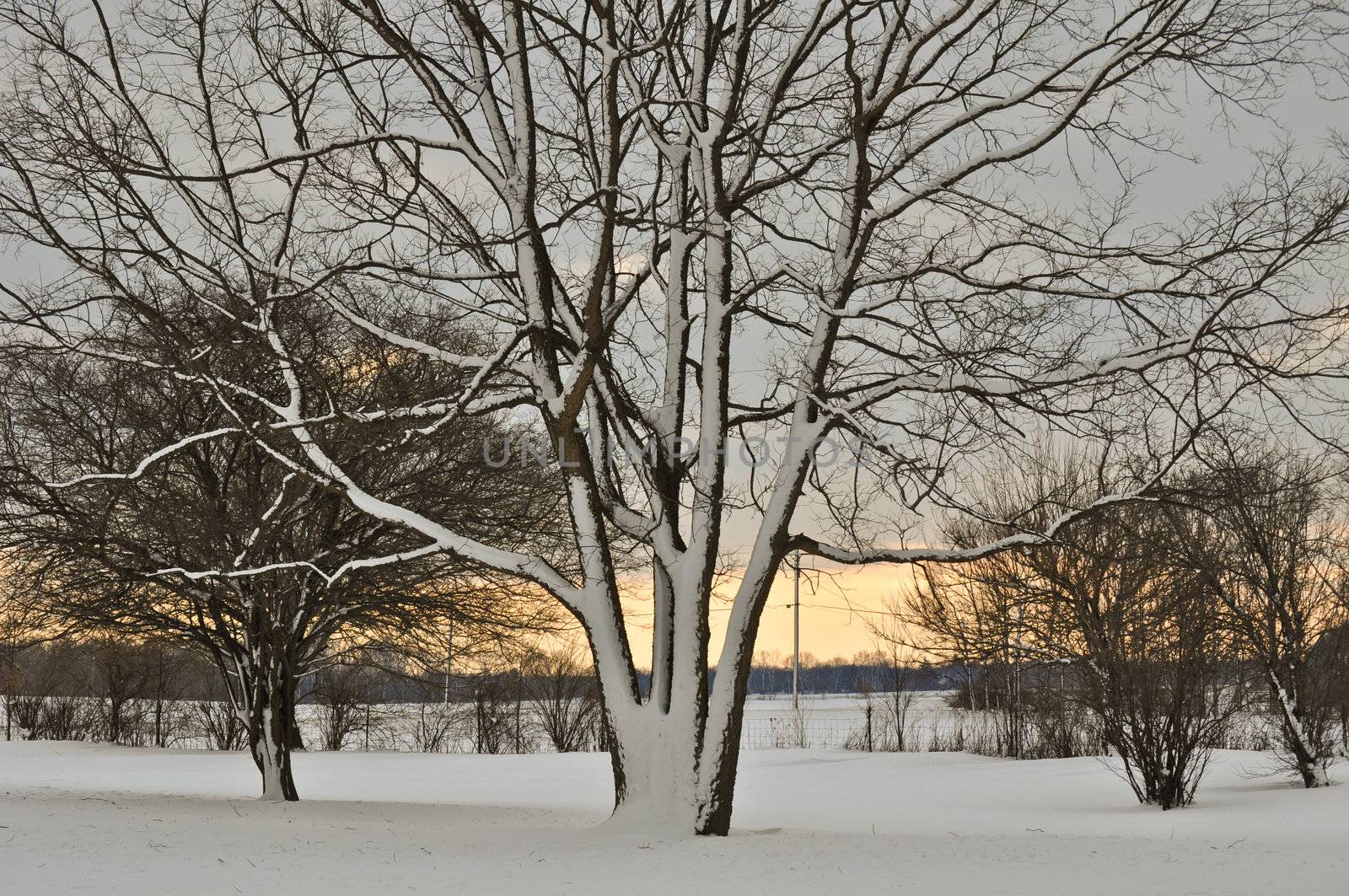 Snowy Tree at Sunset