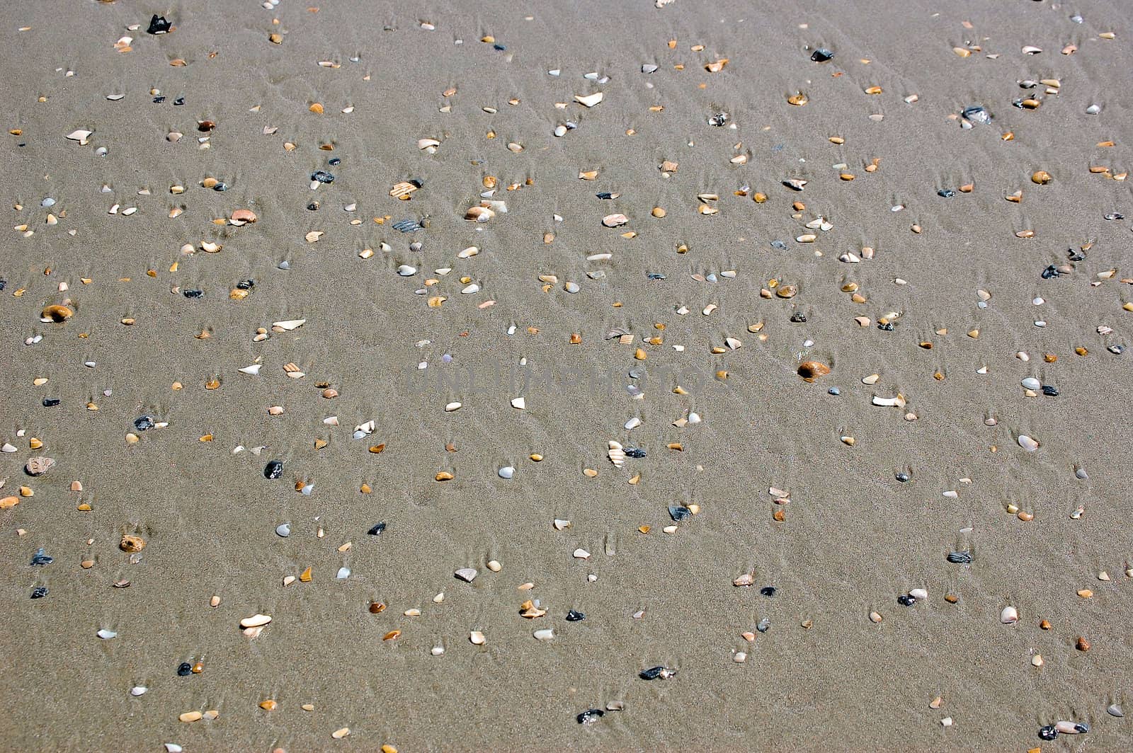 Shells in the sand by RefocusPhoto