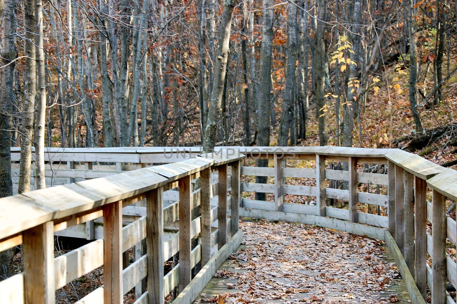 Trail into the Woods by RefocusPhoto