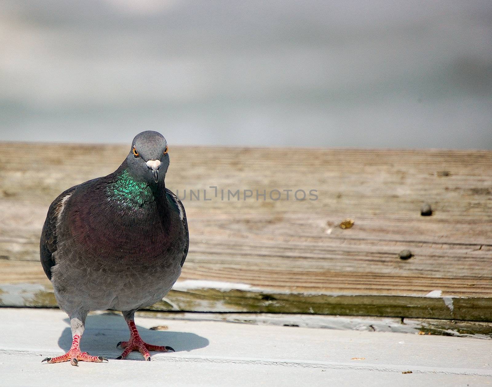 Bird with an attitue - Presentation Background by RefocusPhoto