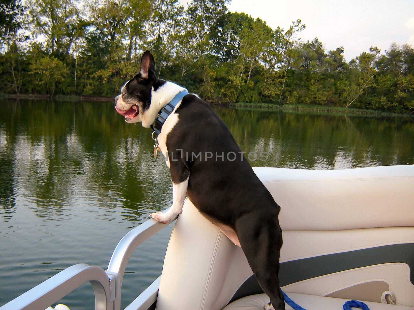 Boston Terrier on a boat ride by RefocusPhoto