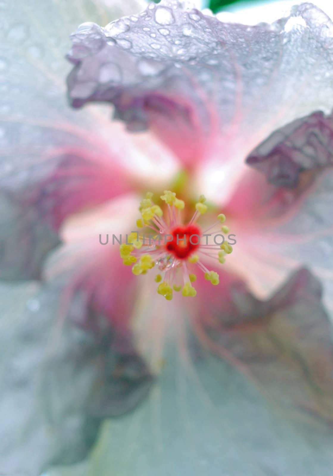 Macro flower by seattlephoto