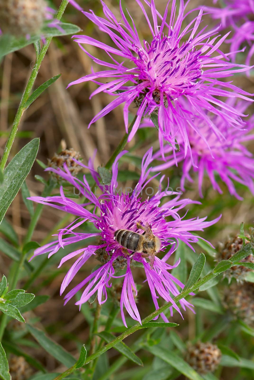 Bee on a flower of a wild aster. A close up