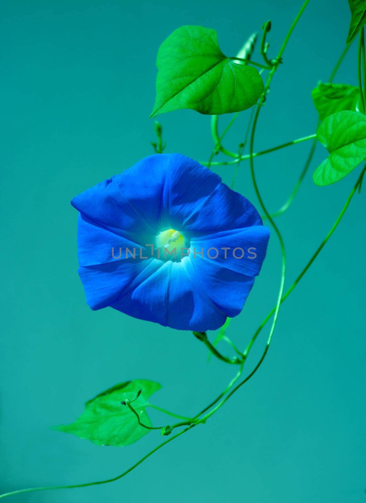 Blue morning glory flower on vine on teal background