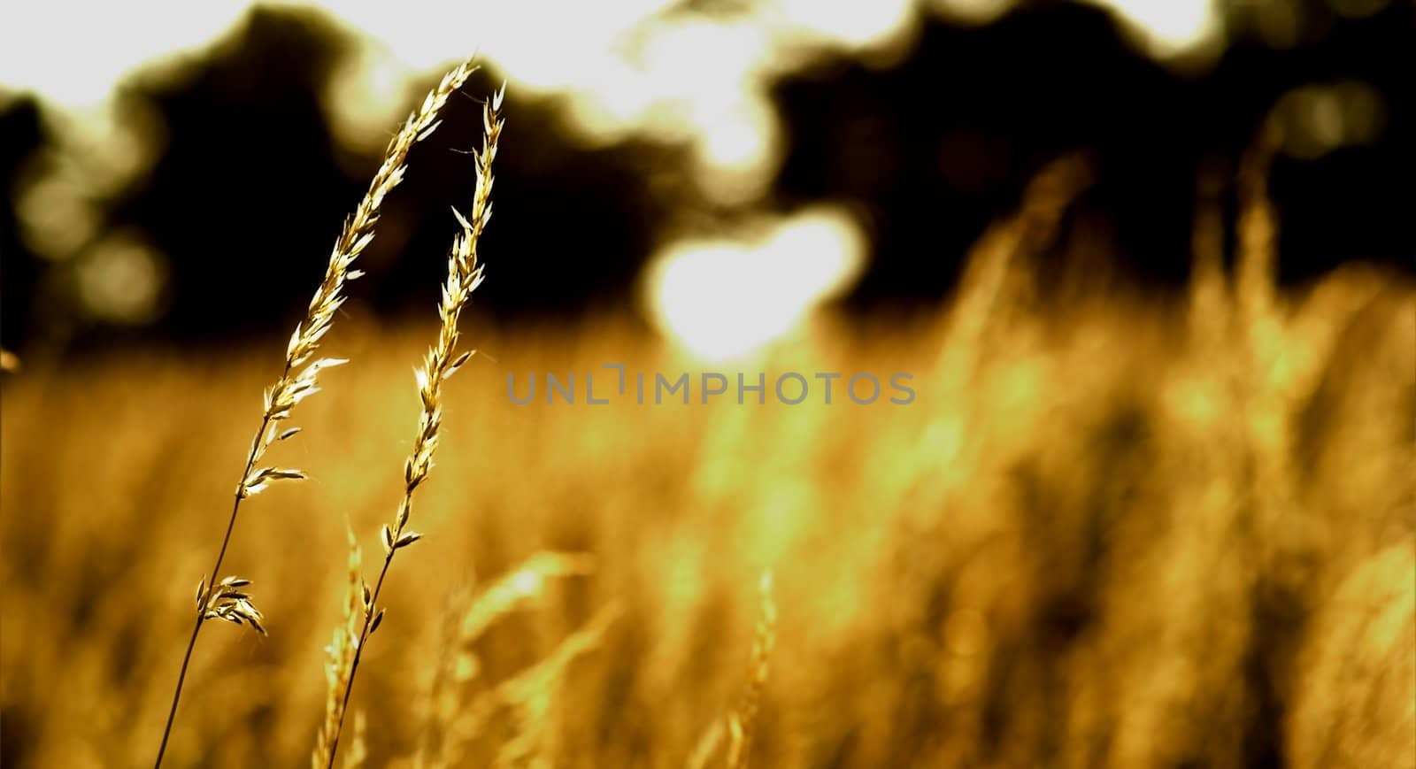 Shafts of wheat in a summer field.
