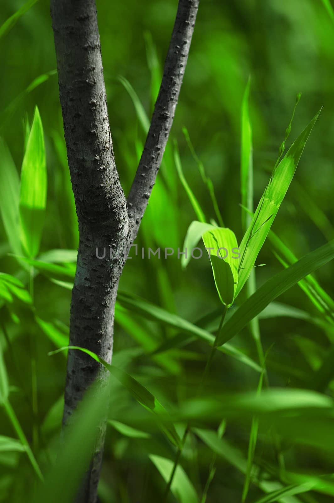 Tree branch surrounded by green grass.