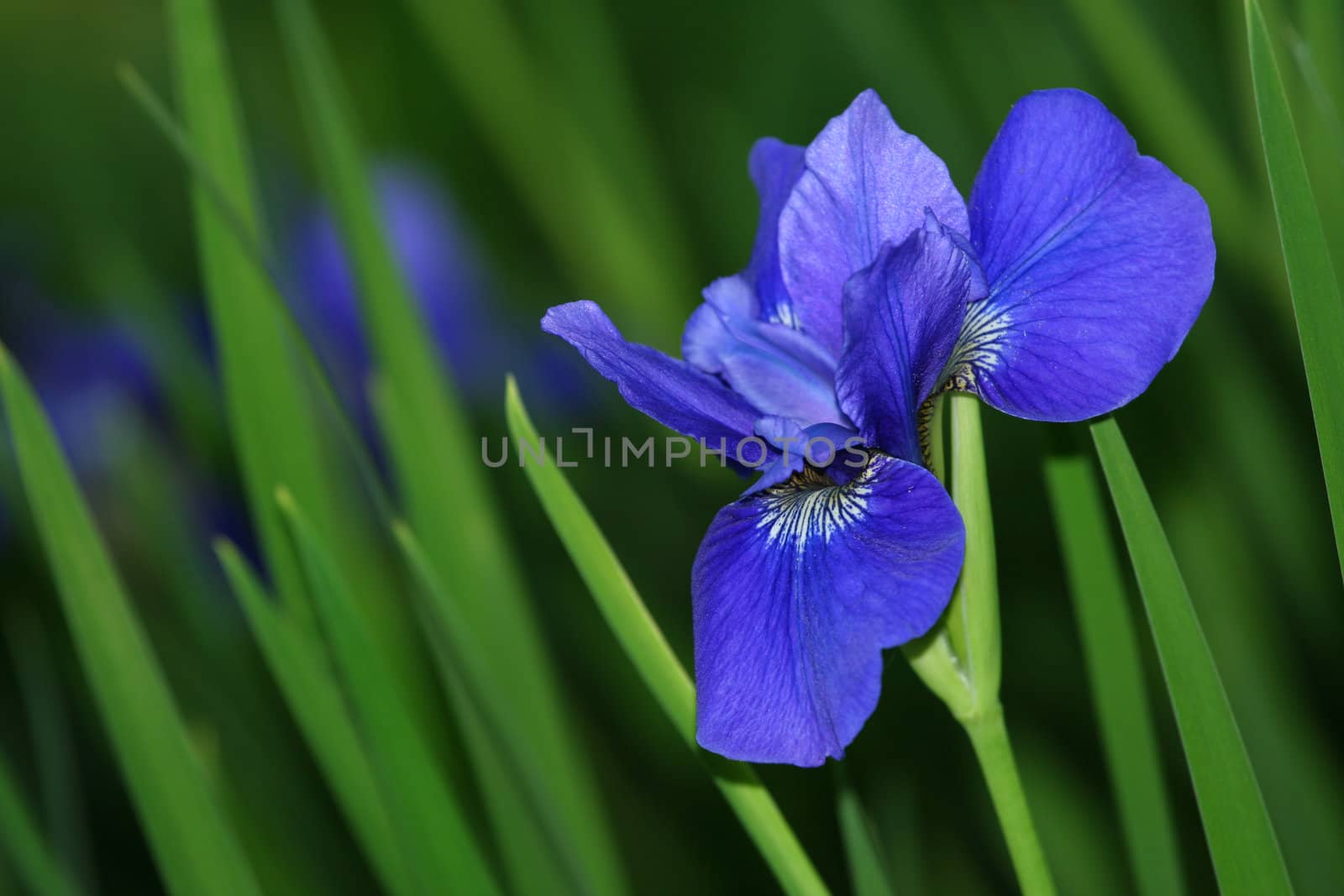 Blue iris in garden