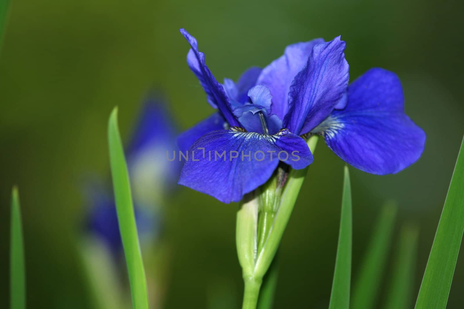 Blue iris in garden