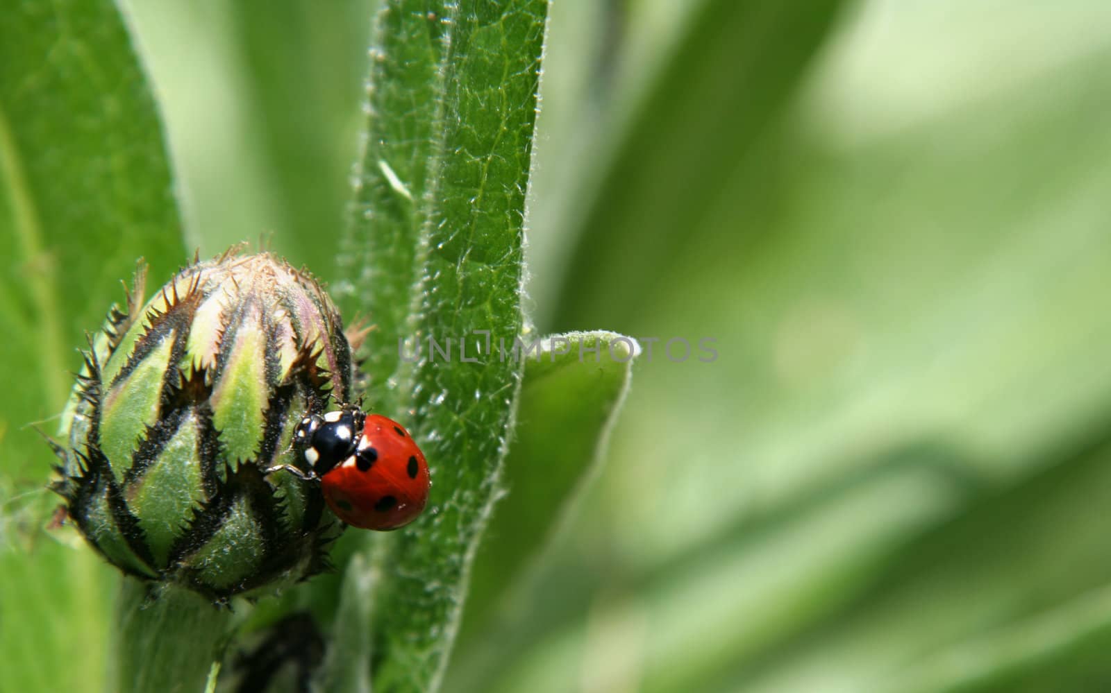 A red ladybug on a flower bulb.