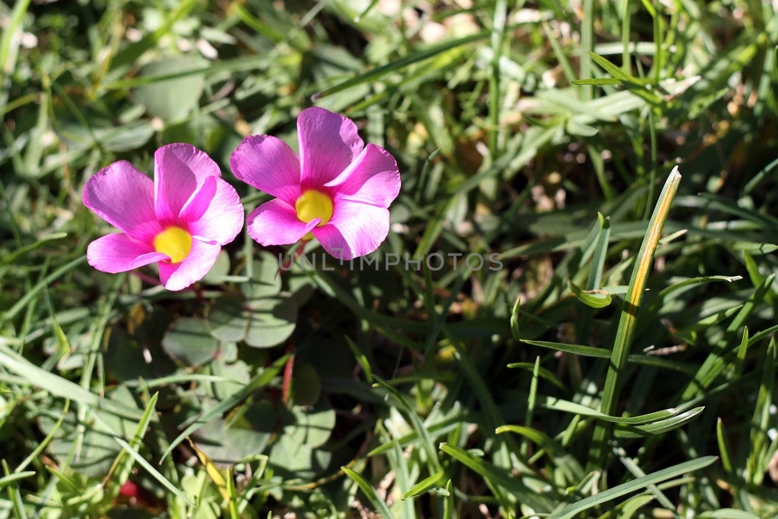 Pink oxalis (Oxalis corymbosa) growing in lawn by Cloudia
