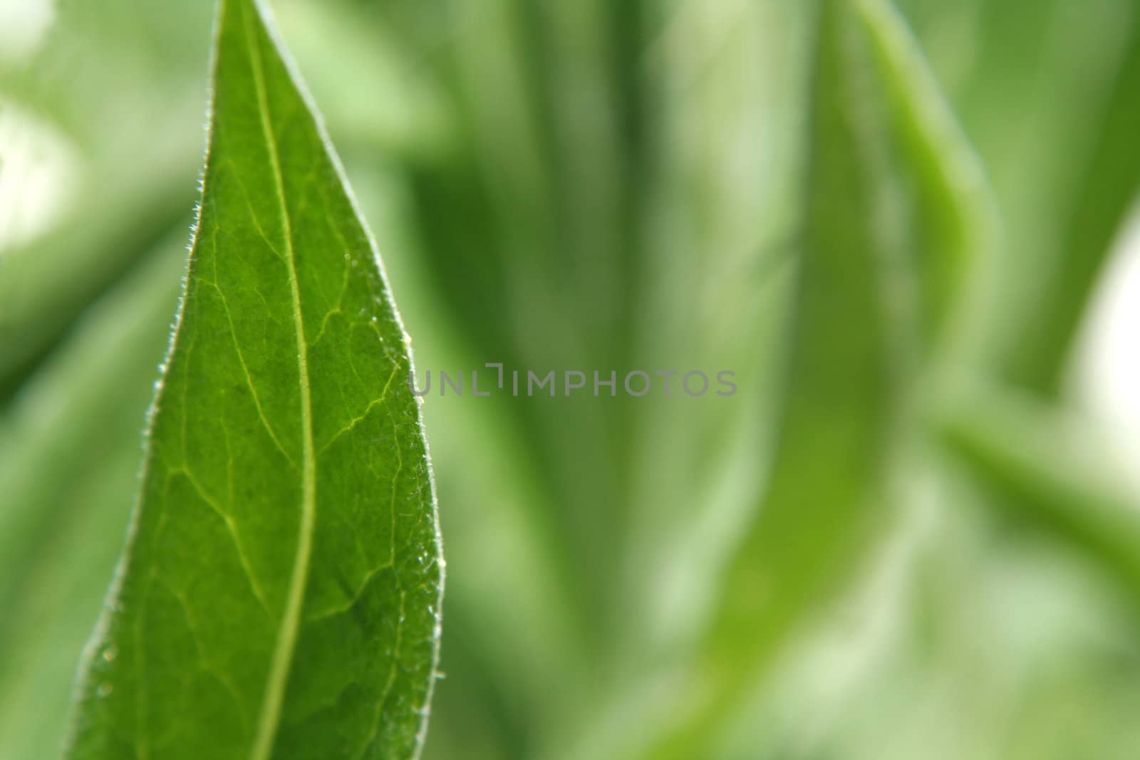 A closeup of a leaf shot backlit with an extremely shallow depth of field.