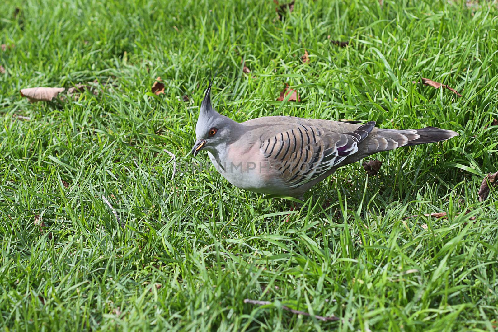 Crested Pigeon feeding - Ocyphaps lophotes - Australian Native B by Cloudia