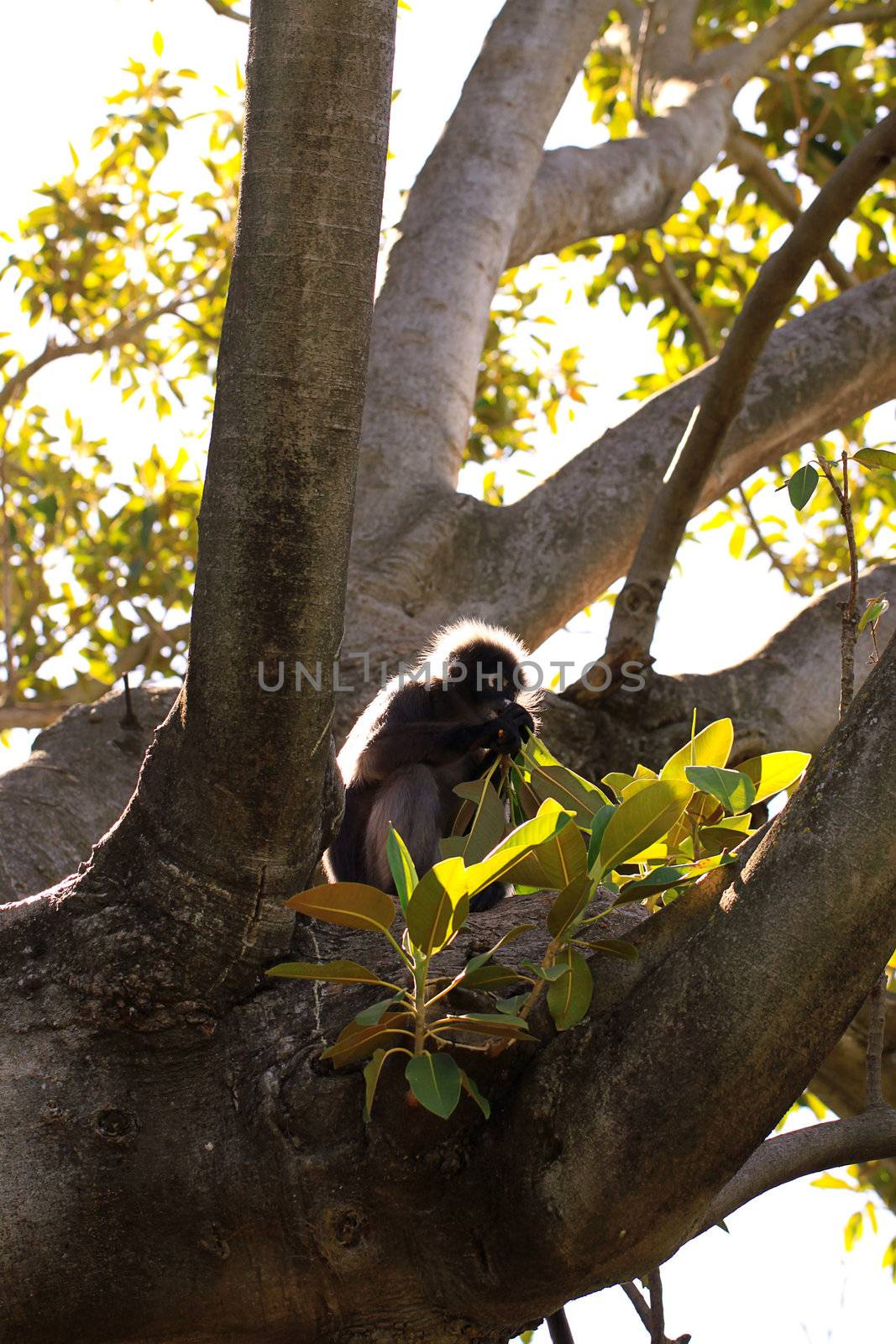 Dusky Leaf Monkey (Semnopithecus obscurus) backlit & eating leav by Cloudia